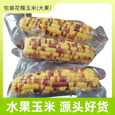 源头厂家直销水果玉米批发真空包装爽脆多汁开袋即食散装花糯玉米图5