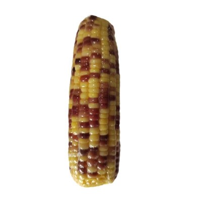 源头厂家直销水果玉米批发真空包装爽脆多汁开袋即食散装花糯玉米图2
