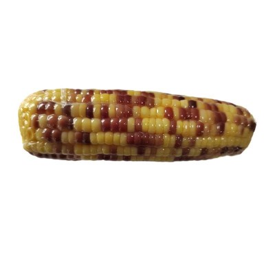 源头厂家直销水果玉米批发真空包装爽脆多汁开袋即食散装花糯玉米图1