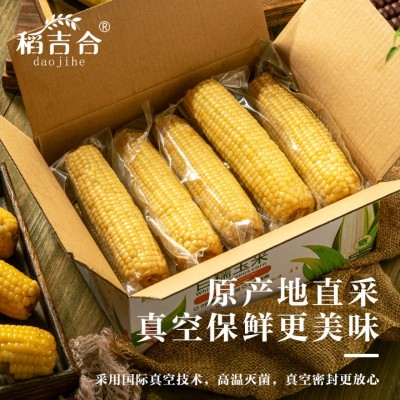 东北白糯玉米软糯香甜真空包装原产地直采厂家批发图3