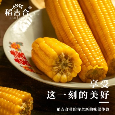 东北黄糯玉米260g以上16cm软糯香甜真空包装原产地直采厂家批发图4