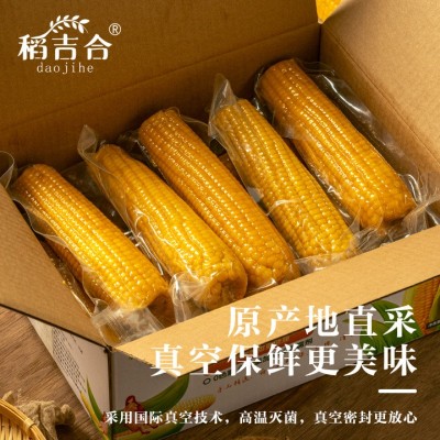 东北黄糯玉米260g以上16cm软糯香甜真空包装原产地直采厂家批发图2