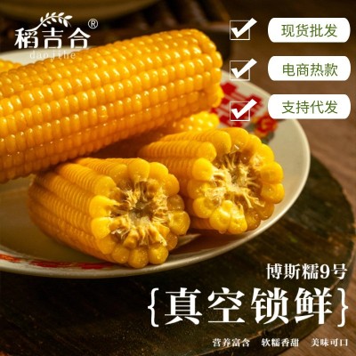东北黄糯玉米博斯糯9号软糯香甜真空包装原产地直采厂家批发图5