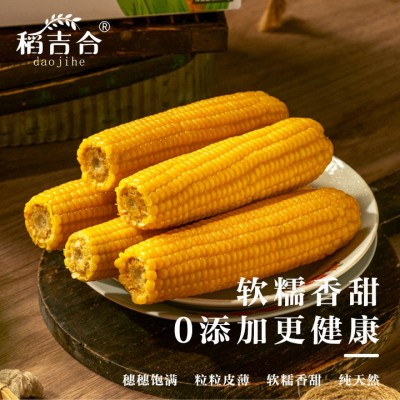 东北黄糯玉米博斯糯9号软糯香甜真空包装原产地直采厂家批发图4