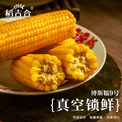 东北黄糯玉米博斯糯9号软糯香甜真空包装原产地直采厂家批发图2