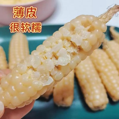 云南西双版纳拇指小玉米真空锁鲜源头工厂直发图2