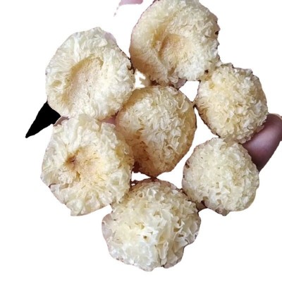 古田椴木银耳干货批发椴木小银耳产地直发本草银耳糯耳雪耳3-6cm图4