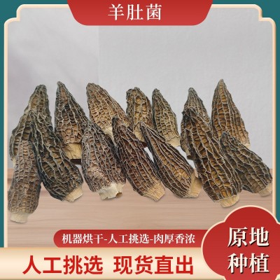 随州特产羊肚菌干货5-7CM煲汤食材食用菌袋装散装蘑菇干批发图5