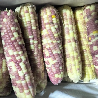玉米棒糯玉米整箱速冻东北甜糯黄玉米棒花玉米棒速冻黏苞米图2
