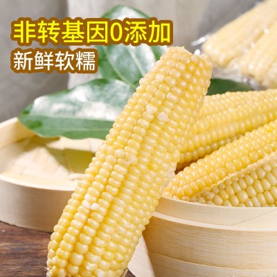 香糯白玉米真空即食包装甜新鲜糯玉米棒子代餐粘玉米电商一件代发图3