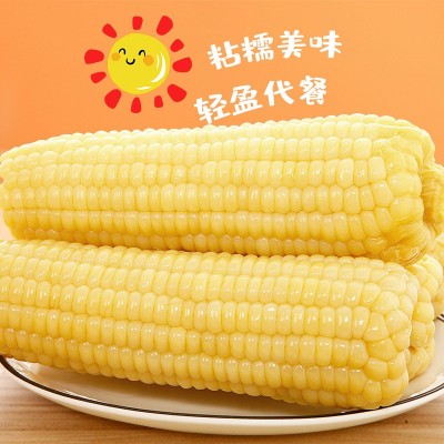 香糯白玉米真空即食包装甜新鲜糯玉米棒子代餐粘玉米电商一件代发图5