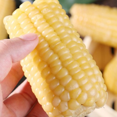 香糯白玉米真空即食包装甜新鲜糯玉米棒子代餐粘玉米电商一件代发图2