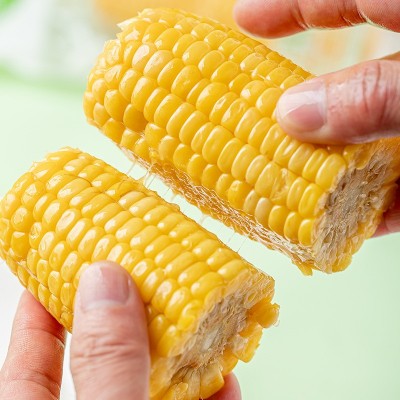 糯玉米香糯玉米棒子即食批发代餐真空装整箱10根甜玉米一件代发图2