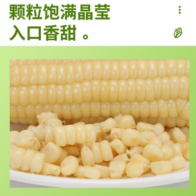 糯玉米香糯玉米棒子即食批发代餐真空装整箱10根甜玉米一件代发图4