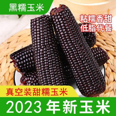2023头茬黑糯玉米即食玉米代餐真空锁鲜包装香糯玉棒子一件代发图5