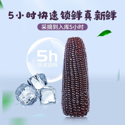 2023头茬黑糯玉米即食玉米代餐真空锁鲜包装香糯玉棒子一件代发图2