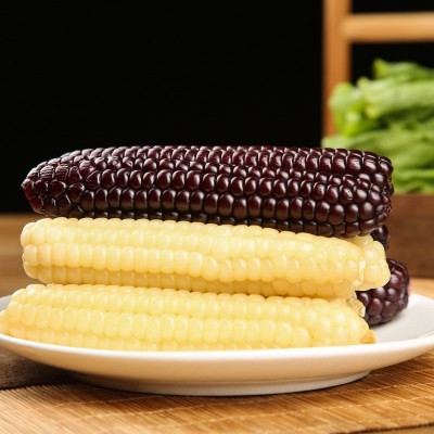云南西双版纳拇指小玉米香甜软糯鲜真空包装白糯玉米即食代餐粗粮图2