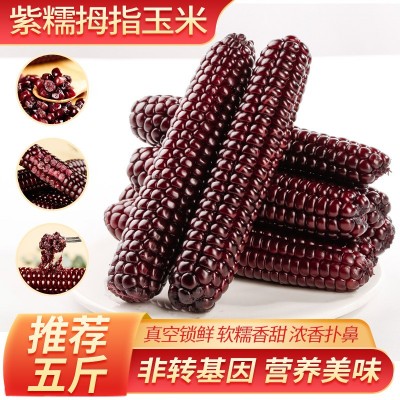 云南西双版纳拇指小玉米香甜软糯鲜真空包装白糯玉米即食代餐粗粮图4