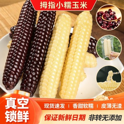 云南西双版纳拇指小玉米香甜软糯鲜真空包装白糯玉米即食代餐粗粮图5