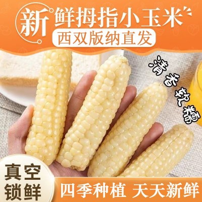 西双版纳姆指小玉米拇指香糯小玉米云南迷你甜糯新鲜白糯真空包装图5