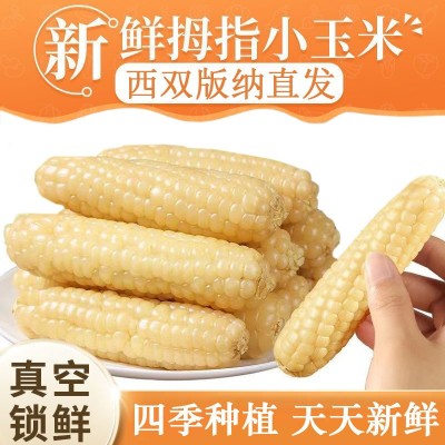 云南西双版纳拇指玉米即食香糯小手指白糯玉米新鲜现摘儿童玉米棒图5