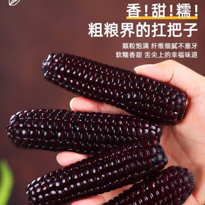 云南西双版纳拇指玉米新鲜真空手指小玉米迷你现摘甜白香糯宝宝餐图2