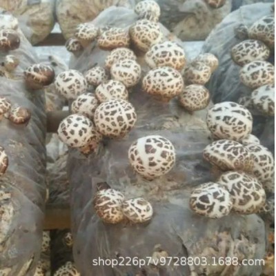 送礼佳品 花菇500g批发剪脚肉厚花菇干蘑菇新货图4