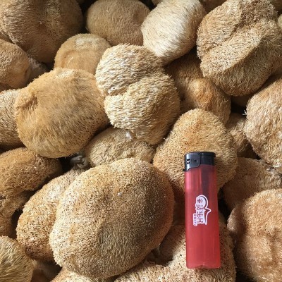 厂家直供古田无硫新货猴头菇干货批发散装新鲜猴头菇干食用菌批发图4