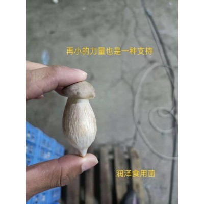 食用菌鹿茸菇货源嫩仔250g干货大量批发蒸汽烘干蒸的健康图3
