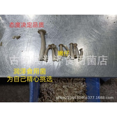食用菌鹿茸菇货源嫩仔250g干货大量批发蒸汽烘干蒸的健康图5
