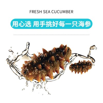 端午海参厂家批发大连海参辽刺参非海参干货劲道口感即食海参500g