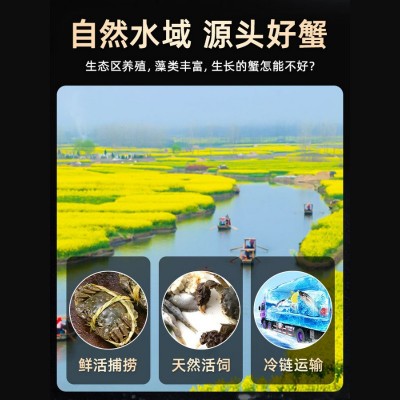 品质新蟹鲜活特大大闸蟹5两爆黄全母蟹中秋礼盒现货包邮阳澄湖镇图4