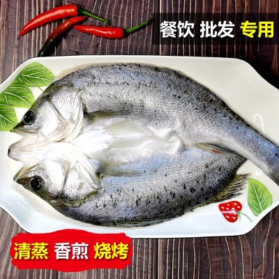 烤鱼清蒸鲈鱼批发白蕉海鲈鱼新鲜冰冻海鲜半成品开背七星芦鱼卢鱼图3