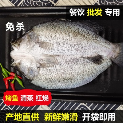 金目鲈鱼游龙斑盲曹鱼清蒸烤鱼纸包鱼半成品商用新鲜开背尖吻鲈鱼图2