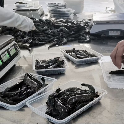 黑虎虾鲜活整箱批发速冻黑虎虾油焖大虾冰冻商用烧烤速冻大虾活冻图2