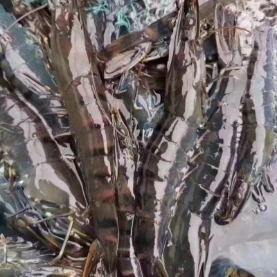黑虎虾鲜活整箱批发速冻商用烧烤速冻大虾活冻黑虎虾油焖大虾冰冻