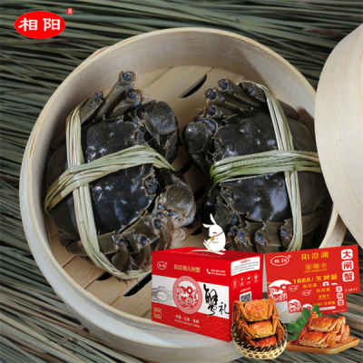 相阳阳澄湖螃蟹专卖店4对装388起 不同型号 口碑较好图4
