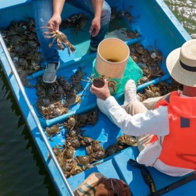 鲜活现货特大河蟹海鲜水产礼盒装非礼盒装多规格