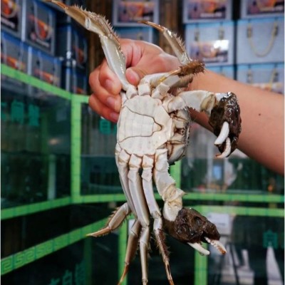 鲜活现货特大河蟹海鲜水产礼盒装非礼盒装多规格图5