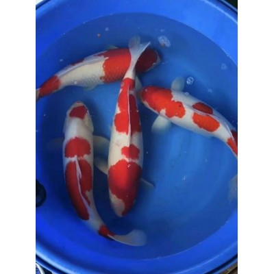 锦鲤活鱼观赏鱼幼苗纯种多色可选淡水好养耐活冷水鱼类图3