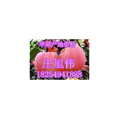 优质山东红富士苹果价格动态图5