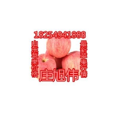 山东红将军苹果产地 销售价格