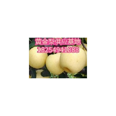 山东黄金梨近期价格行情