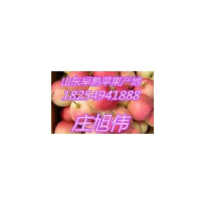 山东苹果基地美八苹果今年销售价格