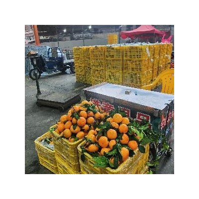 代销沃柑 茂谷柑东莞大市场走货量大图3