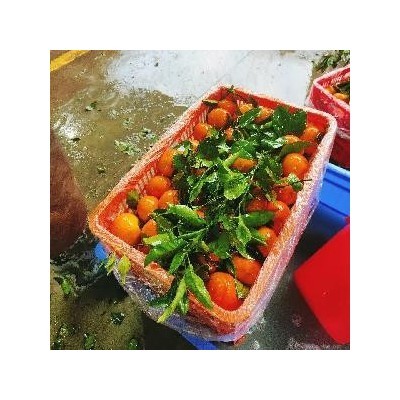 代销沃柑 茂谷柑东莞大市场走货量大图5