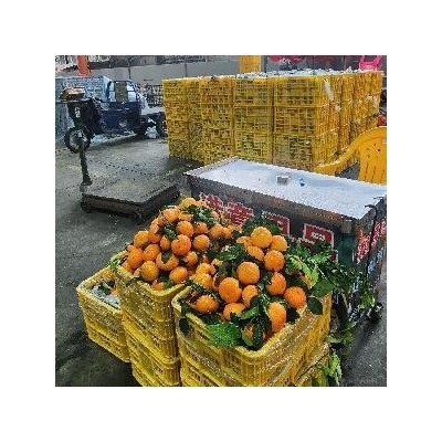 代销沃柑 代卖沃柑大市场销货快价格稳定结款快图4