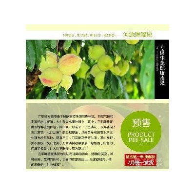 自驾采摘连平英嘴桃，品尝英嘴桃图3