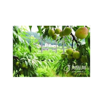 连平上坪英嘴蜜桃，7月团购预售