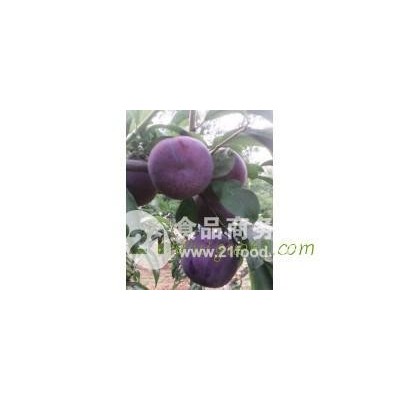 陕西大荔李子基地，安格诺李子销售价格